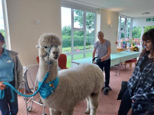 ALPACA-SHOT-OF-GARDEN-ROOM-MAY-2024